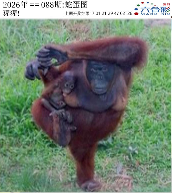 088期正版蛇蛋图[图]